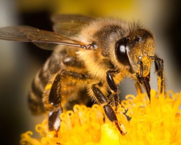 Attract Bees To Your Garden In These Eight Easy And