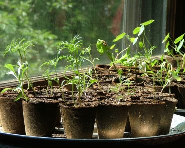 Starting Seeds, The Easy And Smart Way
