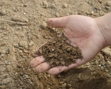 4 Common Soil Problems (And How To Easily Fix Them)