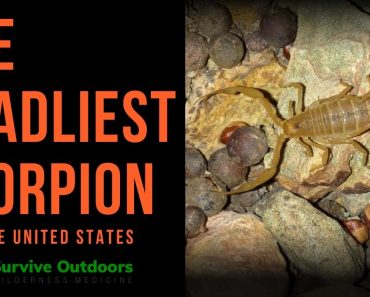 What is the Most Deadliest Scorpion in the United States?