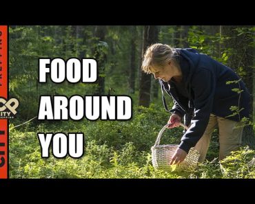 25 Plants You Can Eat In Nature (foraging for food)