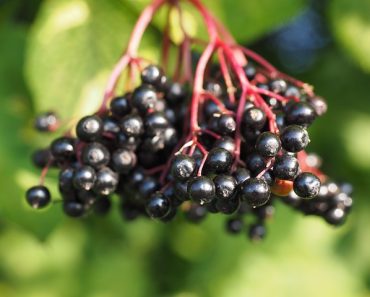 Elderberry: The ‘Miracle Fruit’ That Kept People Healthy Prior To