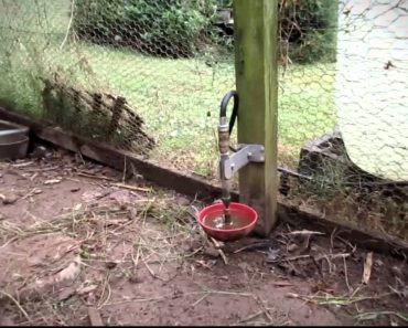 Prepper Tip #2 Chicken Waterer