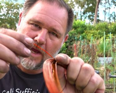 What Happens When You Put Copper Wire Through a Tomato