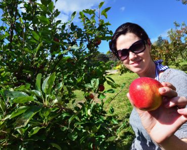 Apple Pectin: A Natural Radiation Protector And Gut Health Booster