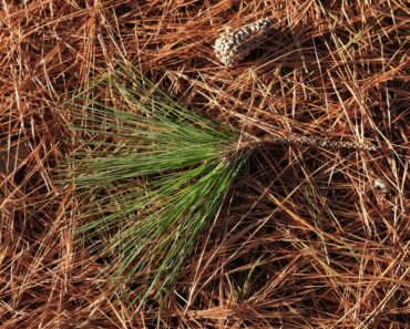 Unraveling the Chemical Complexity of Pine Needles